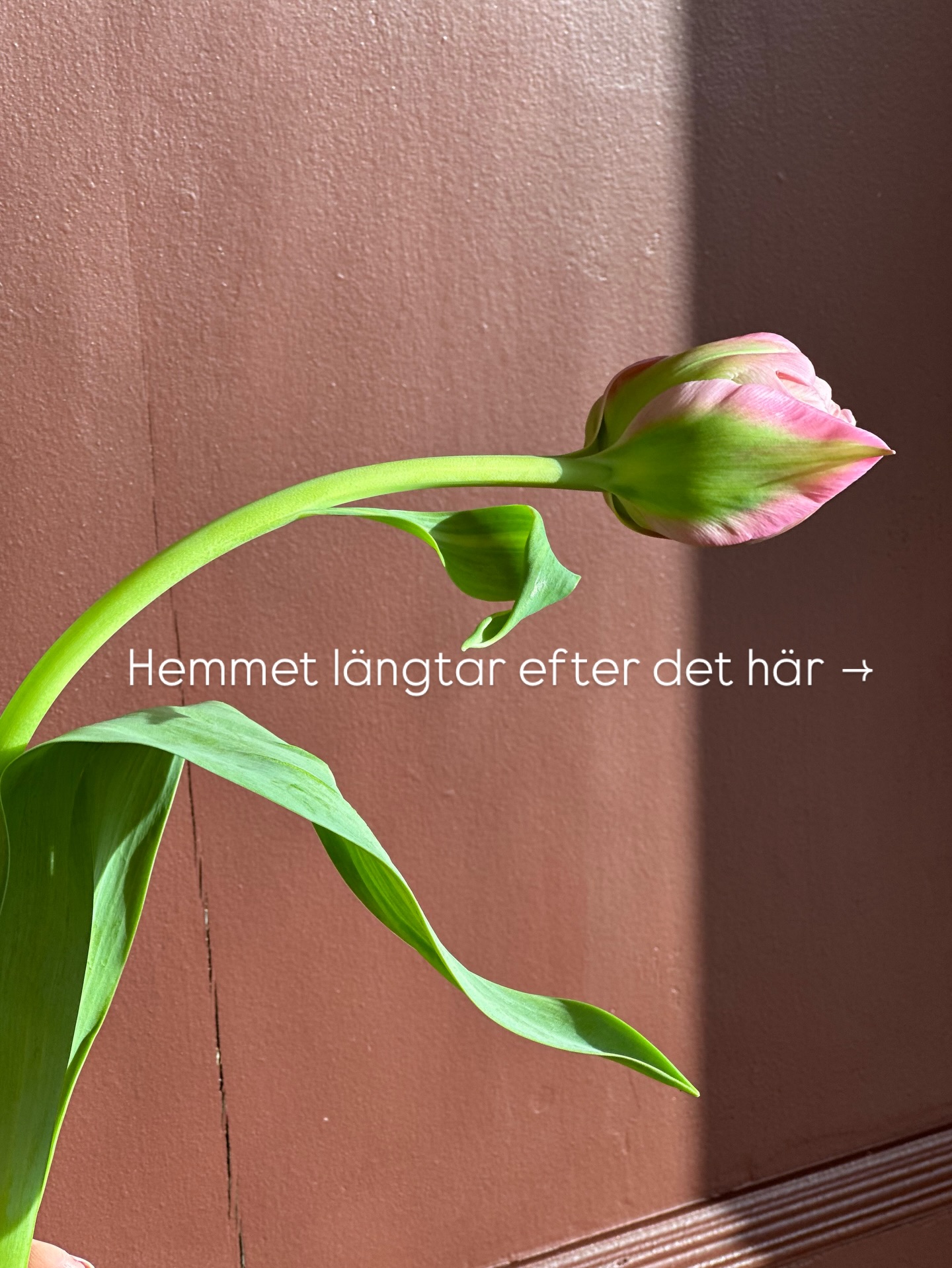 Jag gör allt för att skapa vår inomhus nu 🧡 än är det vinter och vårvintern är ju härlig. Men, inomhus finns det få saker som slår vårens första snittblommor, färgerna man plockar in, ljusa, glada. 
Det blir liksom kul att göra fint igen 🧡

Stjalk.se 
Stjälk Storgatan 10 Övik 
Inredningsbutik florist inredare stylist webbshop